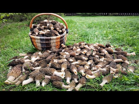 Видео: Где и когда искать сморчки? Первые весенние грибы в Подмосковье.