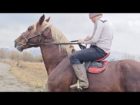 Видео: Пай Пай Паай Мына Легенда Ак Жал👍