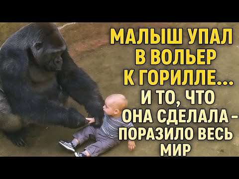 Видео: Малыш упал в вольер к горилле… И то, что она сделала — поразило весь мир!