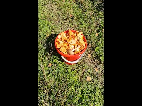Видео: Тихая охота - ходили за грибами