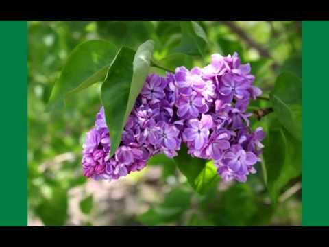 Видео: Валентина Рязанова - НЕ НАДО, БАБЫ (муз. и сл. В. Караблина)