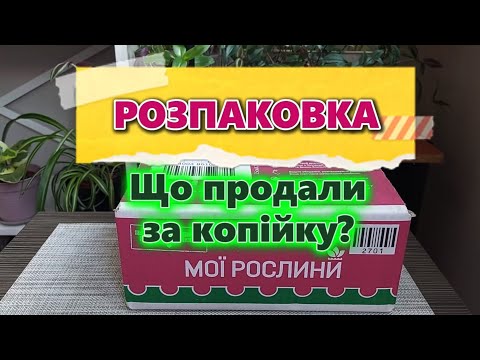 Видео: Розпаковка посилки з Флоріума. Акційні рослини зі знижками до 100%. Що прислали.