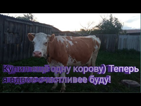 Видео: Купил ещё одну корову) Теперь я вдвое счастливее буду!