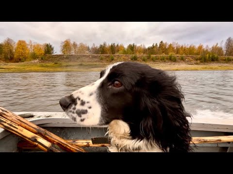 Видео: Охота на утку с собакой. Русский охотничий спаниель