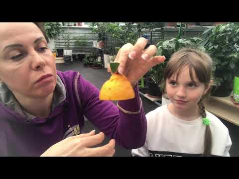 Видео: Немножко о мандарине Декопон (Декопан)...