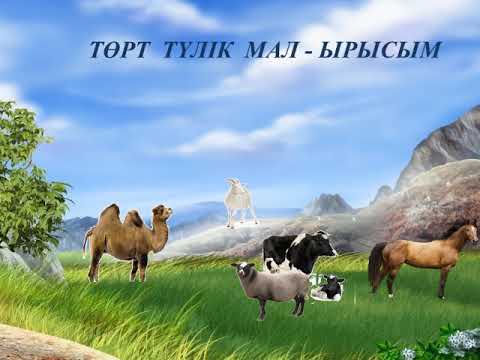 Видео: "Төрт түлік мал- ырысым" Сыныптан тыс ашық тәрбие сабағы.