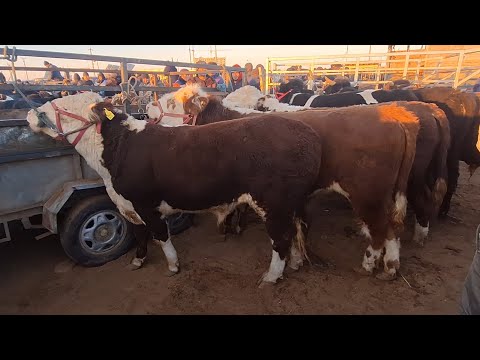 Видео: БОКИЛАДИГАН ЁШ НОВВОСЛАР ЯНГИ НАРХИ ХОРАЗМ БОГОТ МОЛ БОЗОРИ 5 НОЯБР 2025-ЙИЛ !!! ХОРАЗМ ОБЗОР 