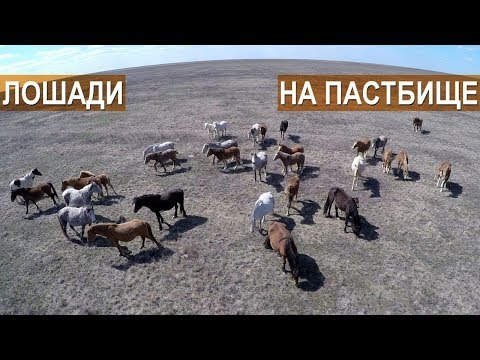 Видео: Разведение лошадей на мясо в КФХ Возмищевой В.И.