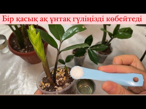 Видео: ДОЛЛАР гүліңіз ӨСКІН ШЫҒАРЫП ҚАЛЫҢ ӨССІН ДЕСЕҢІЗ#доллар #замиокулькас #plants#garden