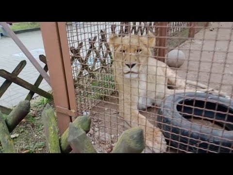 Видео: Долгожданная встреча со ЗВЕЗДОЙ ЭКРАНА! ШерХан. МинЗОО. 7.11.24