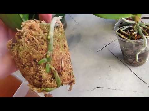 Видео: Полив новеньких орхидей для скорейшей адаптации и роста