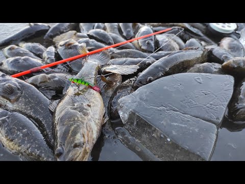Видео: ПЕРВЫЙ ЛЁД 2022-2023! ЛЁД ТРЕЩИТ И ЛОМАЕТСЯ, А ЖОР У РЫБЫ НАЧИНАЕТСЯ!