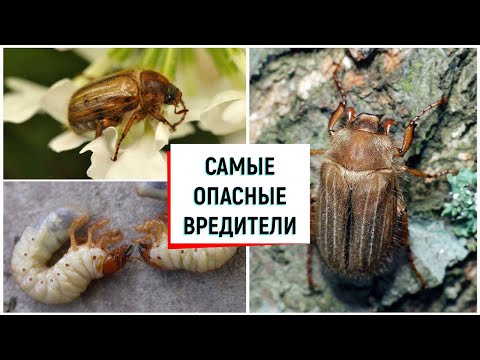 Видео: Вредители голубики