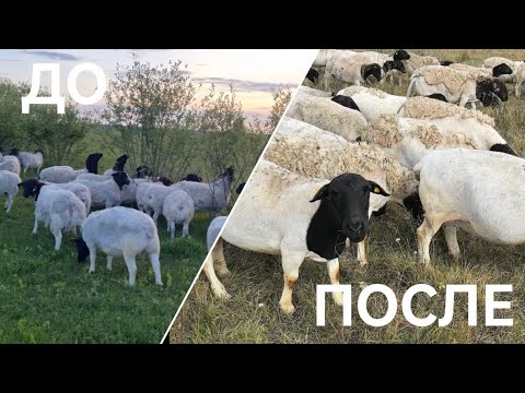 Видео: Наши Дорперы: какие были - какие стали