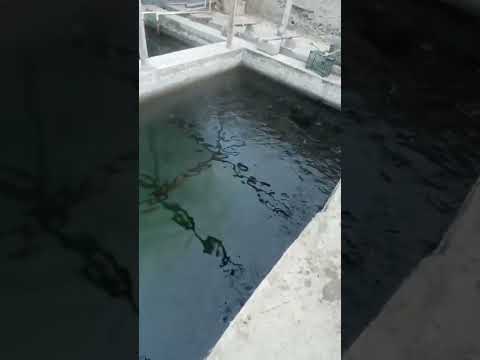 Видео: интенсив басейн ясаш лакка баликлар учун