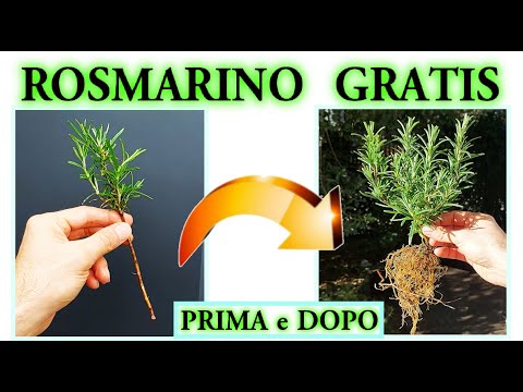 Видео: РОЗМАРИН: 3 трюка ИГРАЙТЕ БЕСПЛАТНО 100% гарантия успеха, СУПЕР ГЕНИАЛЬНЫЕ МЕТОДЫ