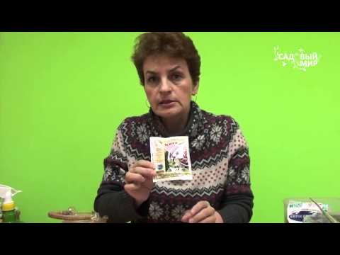 Видео: Ранняя покупка растений. Хоста из упаковки. Сайт "Садовый мир"
