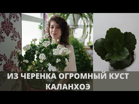 Видео: Гигантский каланхоэ из черенка. Комнатные цветы. //Валентина Земскова