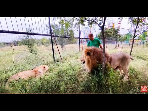 Видео: Как я знакомил ЛЬВИЦУ со ЛЬВОМ!