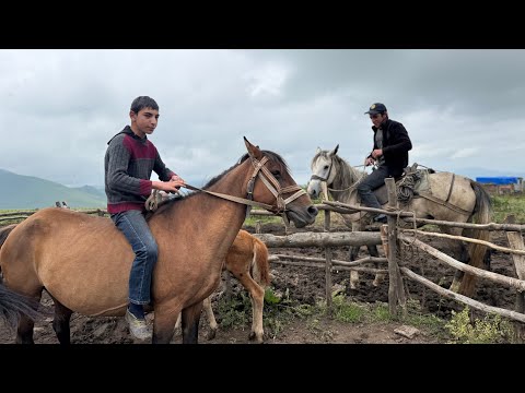 Видео: Պատանի ՍԱՐՎՈՐՆԵՐԻ կյանքը, 30 կովն ու Դսեղի ՇԱԼՈւ դուզը  ЖИЗНЬ ГОРНЫХ ПОДРОСТКОВ, ДОЕНИЕ 30 КОРОВ