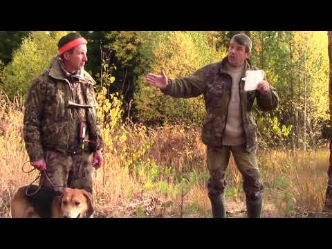 Видео: Испытания гончих в г. Полевском 2,3 октября.