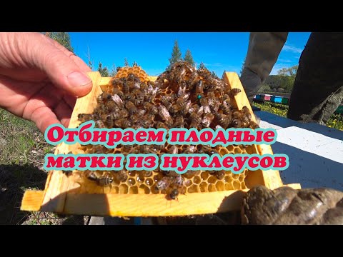 Видео: ОТБИРАЕМ ПЕРВЫЕ ПЛОДНЫЕ МАТКИ, ЗАЦВЁЛ ОДУВАНЧИК