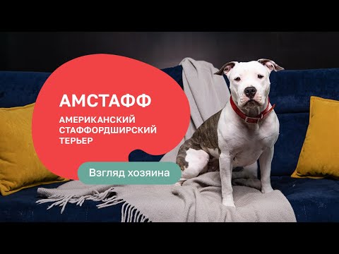 Видео: Американский стаффордширский терьер — все о породе, плюсы и минусы — шоу «Ожидание/реальность