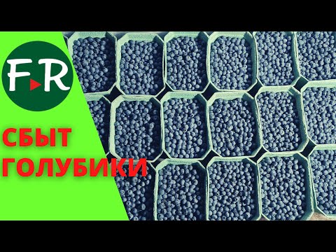 Видео: 500 000 долларов вложили в ягодный бизнес. Как продать голубику?
