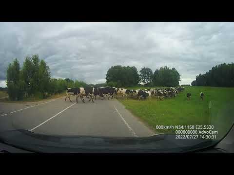 Видео: Р-89 Лида-Трокели-Геранены-граница Литовской Республики (Геранены). Обратное направление 2