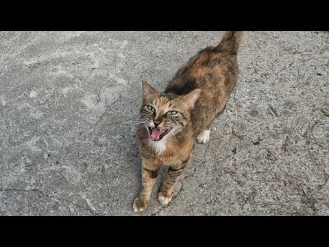 Видео: Кошка, которую я давно не видел, начала громко мяукать, когда увидела меня.