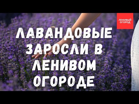 Видео: Все секреты выращивания лаванды: где посадить лаванду, как размножить лаванду, обрезка лаванды
