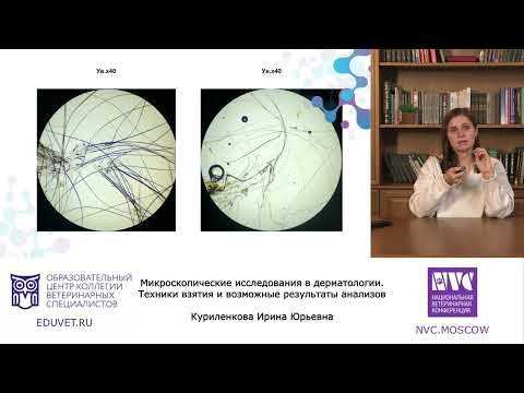 Видео: Микроскопическе исследования в дерматологии - Куриленкова Ирина