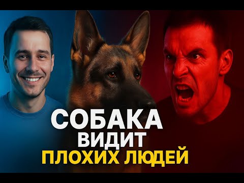 Видео: Почему собаки чувствуют агрессию и опасность раньше нас?