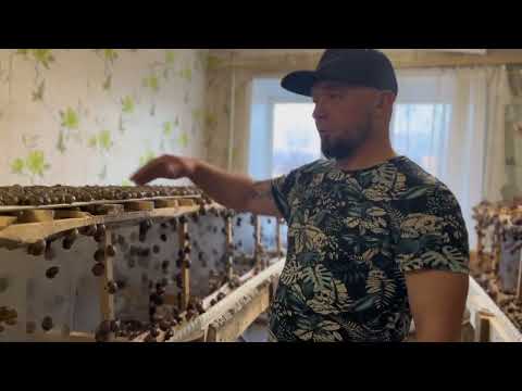 Видео: Конструкция маточных столов и затраты на них. #улиточнаяферма #рыбинскаяделикатеснаяулитка