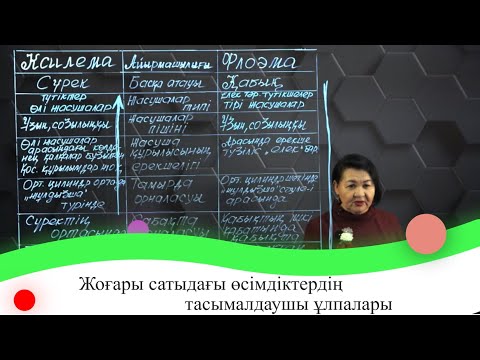 Видео: Жоғары сатыдағы өсімдіктердің тасымалдаушы ұлпалары. 7 сынып.