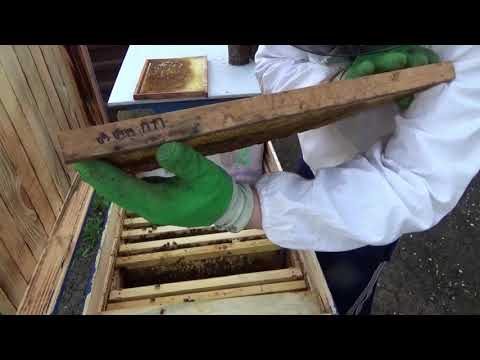 Видео: Подставка рамок с плесенью в улей. ЧТО ПРОИЗОШЛО. ПЧЕЛОВОДСТВО