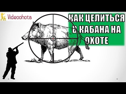 Видео: Как ПРАВИЛЬНО целиться в кабана на охоте? Videoohota