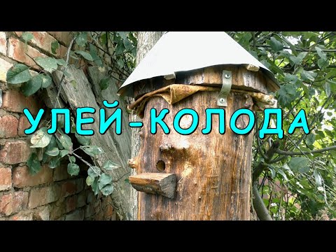 Видео: УЛЕЙ-КОЛОДА