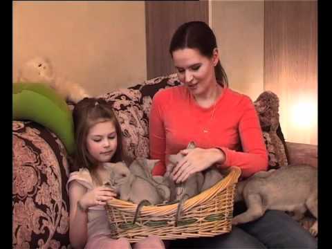 Видео: Порода кошек Бурмилла / Burmilla cats