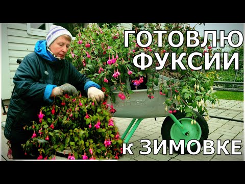 Видео: Главное не торопиться, но и не опоздать. Фуксия- первый этап подготовки к зиме