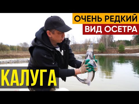 Видео: Запустил очень редкий вид осетра - калуга.