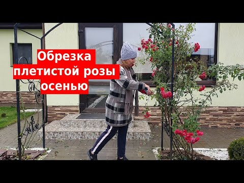 Видео: Обрезка плетистой розы осенью. Уход за плетистой розой перед зимой