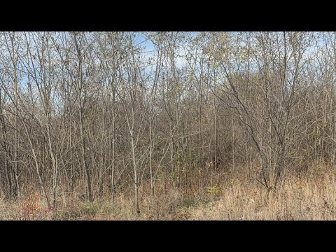 Видео: Шукаєм гриби