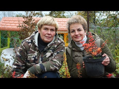 Видео: Осенние кустарники  Барбарисы из семян!