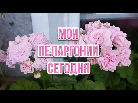 Видео: Мои пеларгонии сегодня. Выпуск от 25.05.24