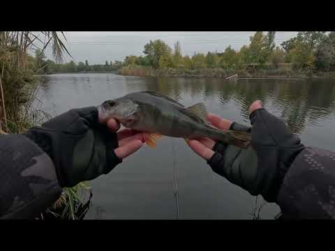 Видео: Окунь на канале.  Как ловить!