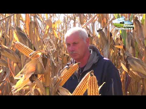 Видео: Збирання демоділянки гібридів кукурудзи "Лімагрейн"