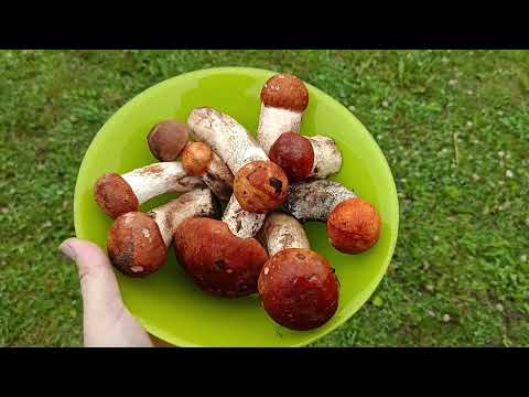 Видео: Тихая охота🌿 Что в теплице?🍅🫑 Урожай клубники🍓 Окрошка🥣 Покупки для дачи