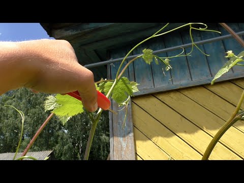Видео: Лоза доросла до верхней проволоки. Чеканка винограда