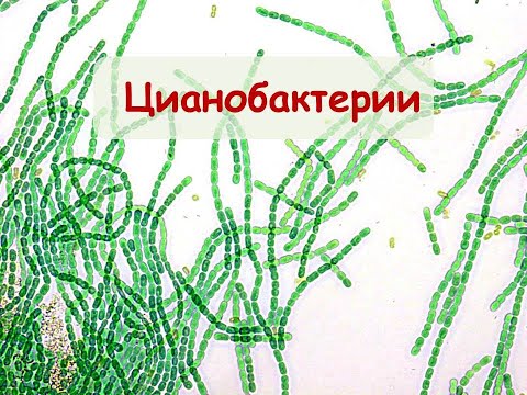 Видео: Цианобактерии